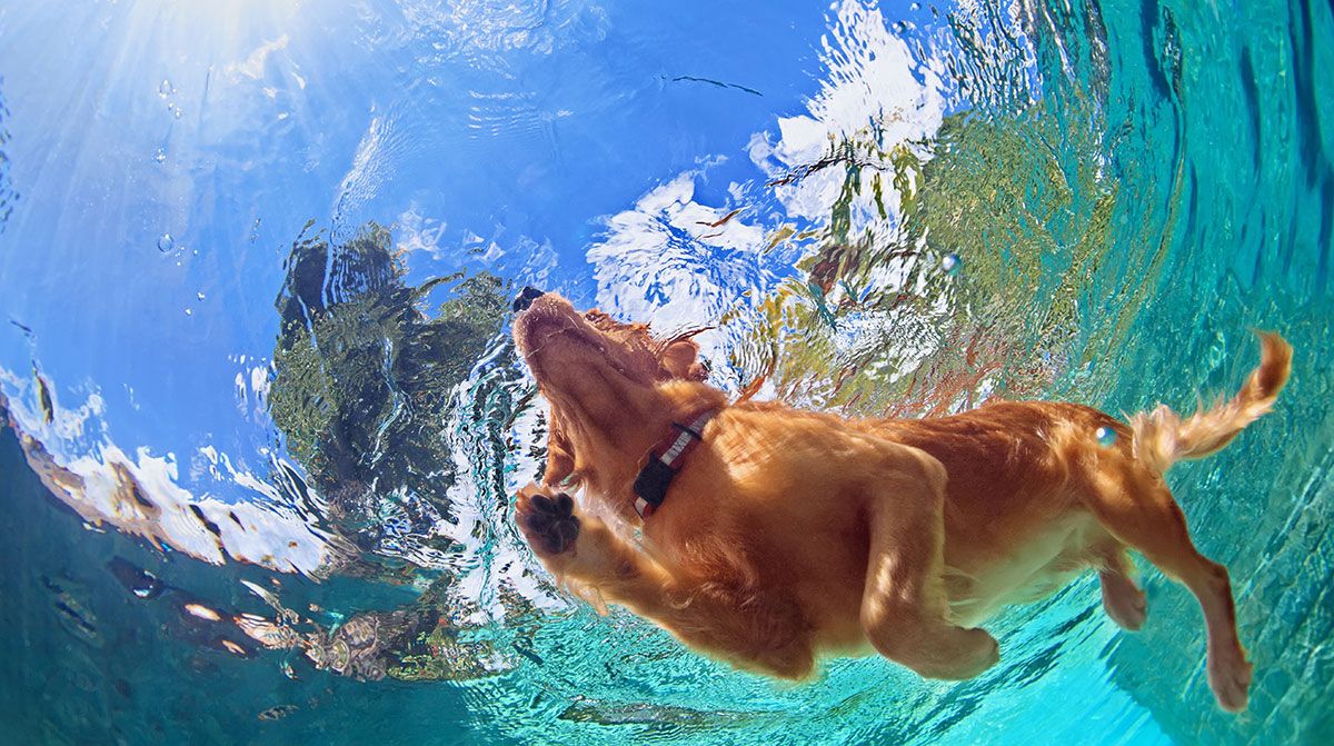 Dog Swimming🐾