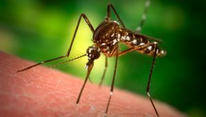End Mosquito Bites...the Natural Way!