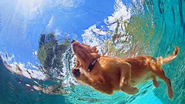 Dog Swimming🐾