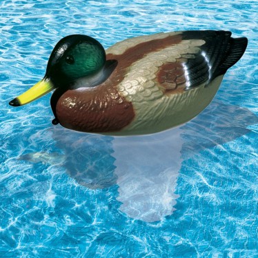 Mallard